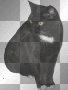 black cat