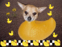benny duck