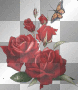 butterfly roses