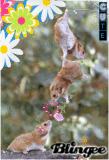 hamster love hamster love