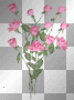 Blooming flowers