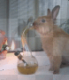 Bunnies like to get high