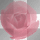 pink rose