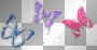 butterfly butterfly