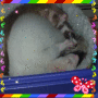 FERRETS