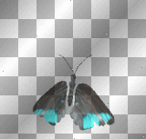 black aqua butterfly