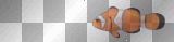 clown fish