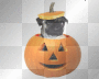 Puppy In Pumkin Puppy In Pumkin