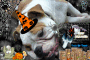 Sammy halloween