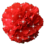 carnation.sereia