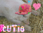 pig cute
