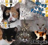 kitty posse