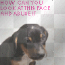 Animal Abuse