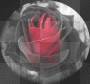 red && black rose
