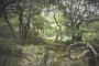 wood bosque
