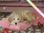 Lola