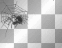 welocme spider