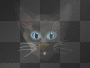 cat's eyes