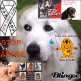 Stop Abuse