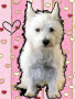 cute westie