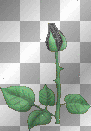 brose
