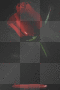 Rose and blood
