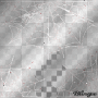 spider web