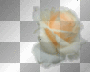 white rose