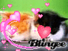 lovelycats