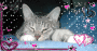 my cat