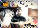 My Dog Bow Wow