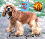 Cocker Spaniel