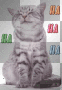 Crazy laughing cat