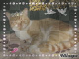 Mon amour de chat Tigrou.