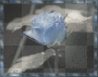 blue rose