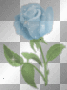 blue rose