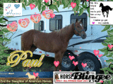 "PAUL" The Horse!!!