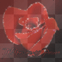 red roses