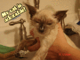 clean kitty