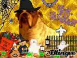 dutchie halloween