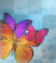 Butterfly Background