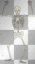 skelton