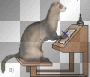 ferret