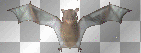 bat