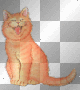 cat cat