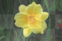my flower
