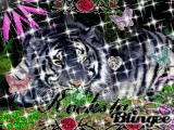 Maltese Tigers Are Awesome