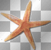starfish