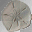 sand dollar