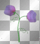 purple flowers purple flowers